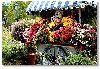 thumbnail of flower cart