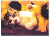 thumbnail of Kitten