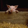 thumbnail of Piggy