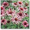 thumbnail of Coneflowers