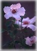 thumbnail of Dainty Bess